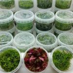 Tissue Culture Plants